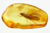 Detailed Fossil Stonefly (Plecoptera) In Baltic Amber #292493-1